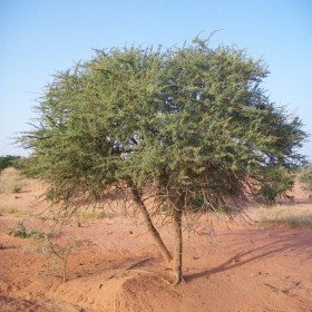  بذور شجرة السلم (  25  بذرة ) 