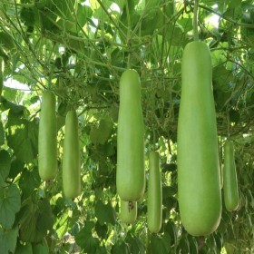  بذور  قرع نجدي ( 15 بذرة ) 