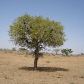  بذور شجرة  الغاف الخليجي( 25 بذرة ) 
