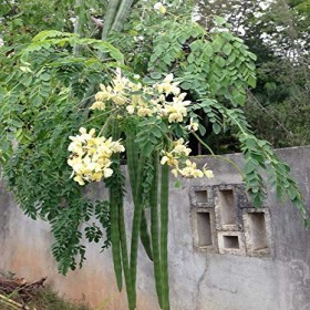  بذور اليسر- البان العربي - المورينقا العربي (  20 بذرة  ) 