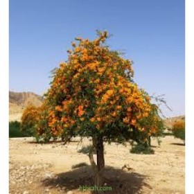  بذور شجرة الفرفارة ( ١٥ بذرة ) 