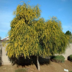  بذور اكاسيا ساليجنا ( 15 بذرة) 