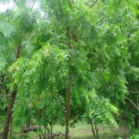  بذور شجرة النيم ( 20 بذرة ) 