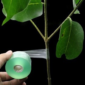  تيب  تطعيم الاشجار( 10 سم  ) 